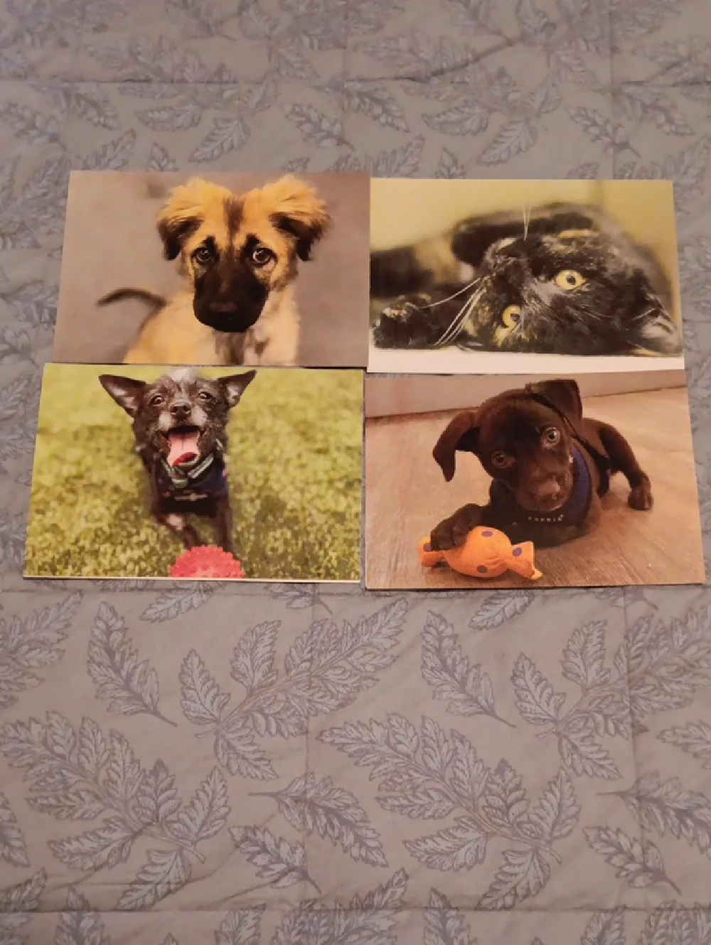 Animal Cards Dog/Puppy & Cat Set of 4 w-white envelopes included